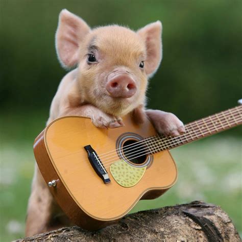 2048x2048 Wallpaper Pig Little Pig Guitar Cute Piggies Funny Pigs