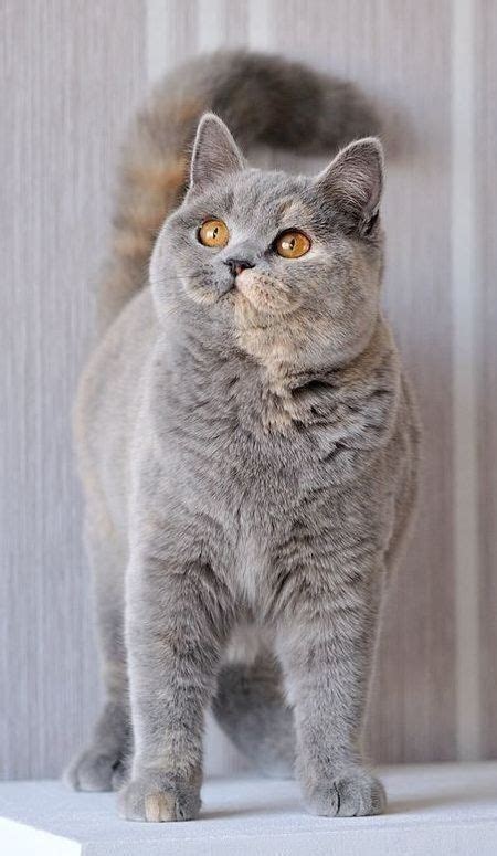 British Shorthair Cat Breed Information Traits Characteristics And