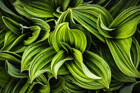Lush Green Leaves Stock Photo