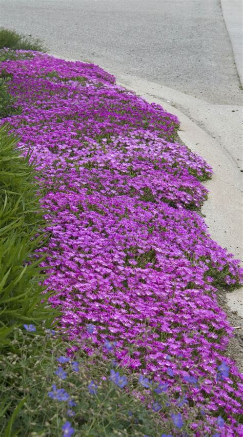 Drought Tolerant Flowers Texas