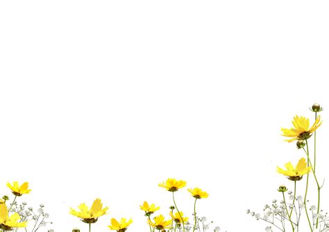 Flower Overlay Png Flower Overlay Png Transparent Free For Download On