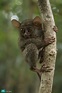 BBC Earth's favourite nocturnal animals - Alltop Viral
