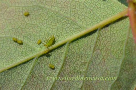 Según una investigación pionera, los insectos prefieren los pisos bajos, con alfombras y muchas ventanas, pero su presencia puede ser beneficiosa. Insectos perjudiciales para las plantas » El Jardín en Casa