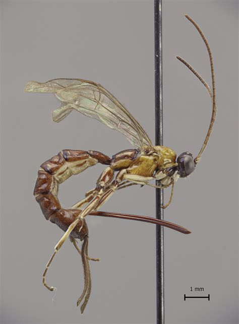 New Wasp Species With A Giant Stinger Discovered In Amazonia