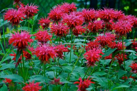 10 Deer Resistant Native Flowers To Plant This Fall