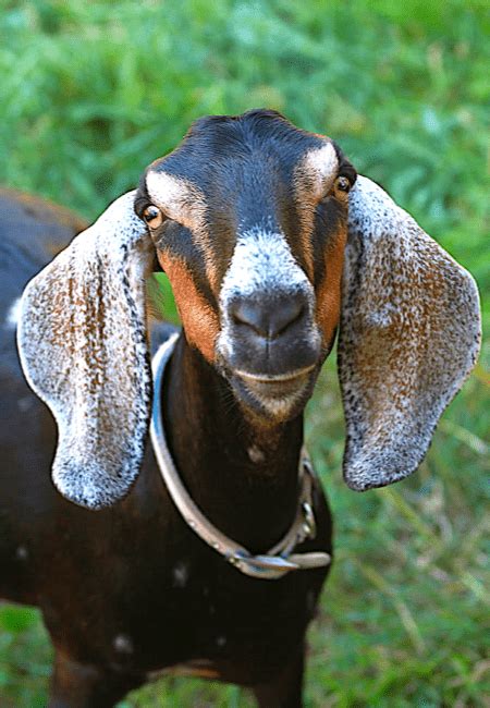 Buy Purebred Anglo Nubian Goat For Sale In The Philippines
