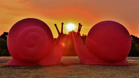 Romantic Snails Under A Bushfire Sky Giant Pink Snails Mak Flickr