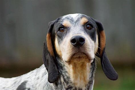 Bluetick Coonhound Dog Breed Information Pictures Characteristics