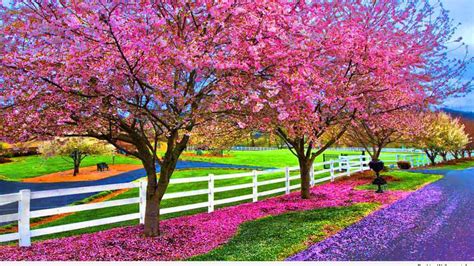 Free Download Desktop Wallpaper Spring Season Beautiful