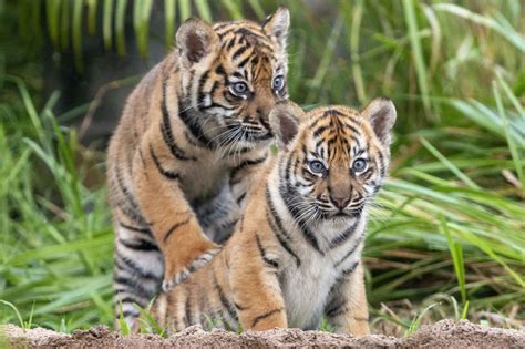 Three rare tiger cubs make their adorable debut at zoo