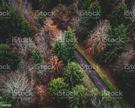 Drone Shot Of Road Thru Forest Stock Photo Download Image Now