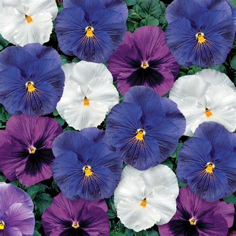 Delta Premium Cool Water Mix Pansy
