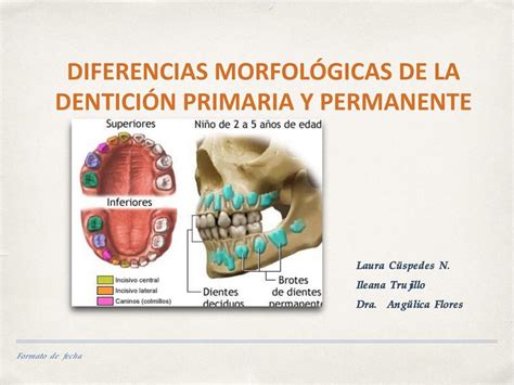 Diferencias Morfológicas Entre La Dentición Primaria Y Permanente