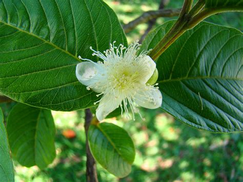 Maybe you would like to learn more about one of these? Guava | Diseases and Pests, Description, Uses, Propagation