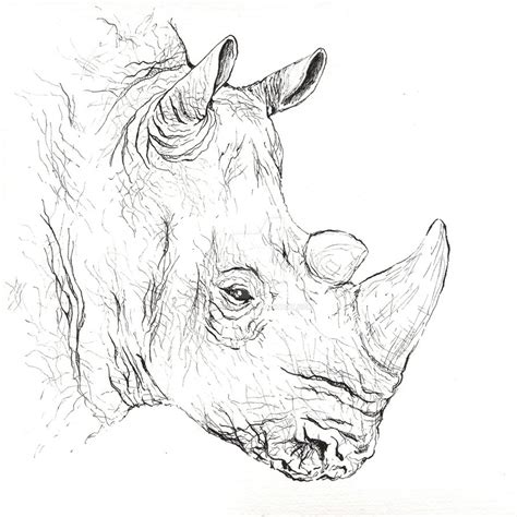 Rhino Line Drawing At Getdrawings Free Download