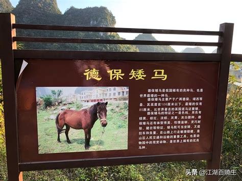 Pride Of China Debao Pony The Shortest Horse In The World Inews