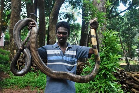Largest And The Deadliest King Cobra ~ Go4pix Funniest Creepiest