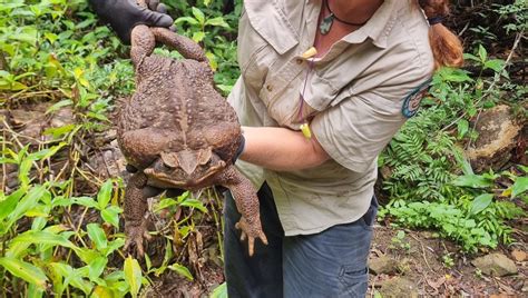 Equilibrium — Worlds Largest Toad Euthanized In Australia The Hill