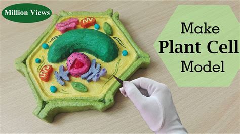 How To Make A Plant Cell Project For School School Walls