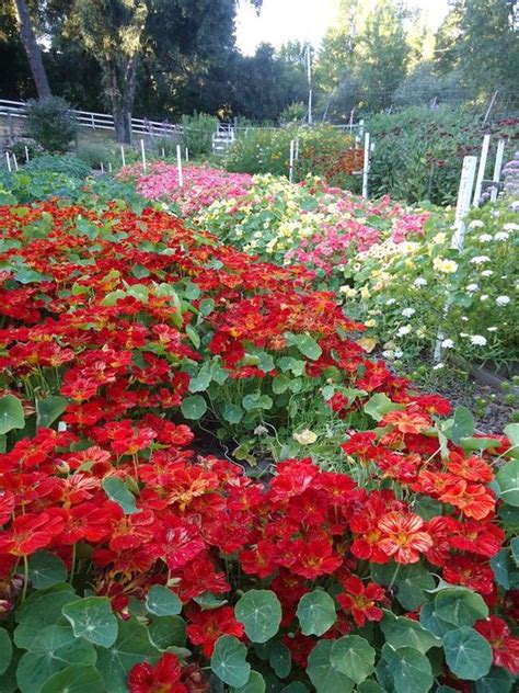 Descarcă și utilizează gratuit 100+ fotografii de stoc cu tema condurul doamnei. Condurasii, florile care coloreaza gradinile in portocaliu si rosu