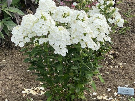 Phlox Paniculata Luminary™ Collection ‘backlight Ppaf North Coast