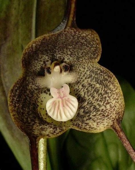 Orchidée Singe Strange Flowers Rare Flowers Amazing Flowers Bizarre Ghost Orchid Kingdom