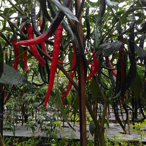 √ 5 Langkah Menanam Cabe Merah Dengan Panen Berlimpah Serta Terbebas