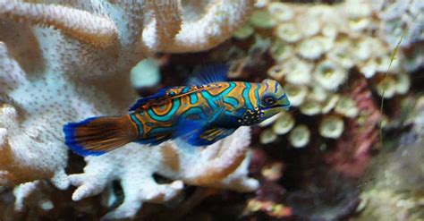 11 Best Mandarin Goby Dragonet Tank Mates With Pictures Aqua Movement