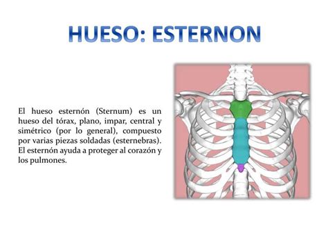 Hueso Esternon Estructura Osea Externa Abel Justiniano Alvarado Udocz