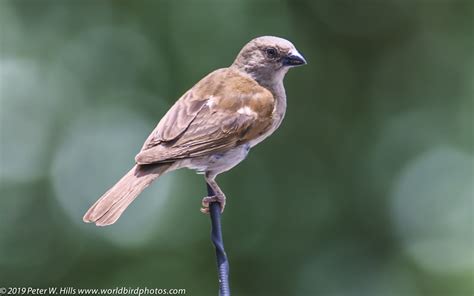 Sparrow Southern Grey Headed Passer Diffusus Male Kruger South