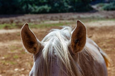 Closeup Shot Of The Ears Of A White Horse Stock Photo Image Of