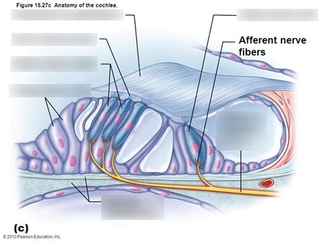 Anatomy Of The Cochlea Diagram Quizlet