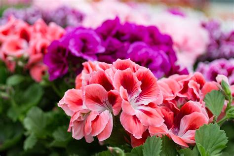 Check spelling or type a new query. 80 Most Popular Types of Flowers (Photos and Details ...