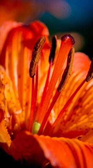 Close Lily Pistil Stamens Red Macro Flower Freshness Free Image