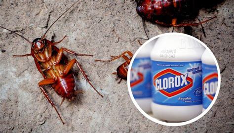 Does Bleach Kill Roaches The Real Facts 24h Pest Pros