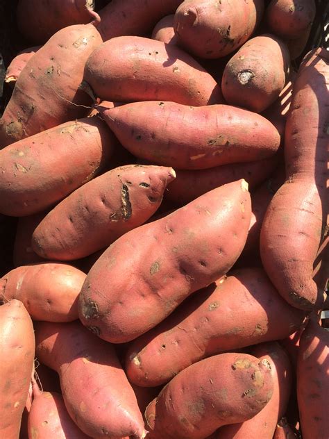 Vegetable Sweet Potato Umass Center For Agriculture Food And The