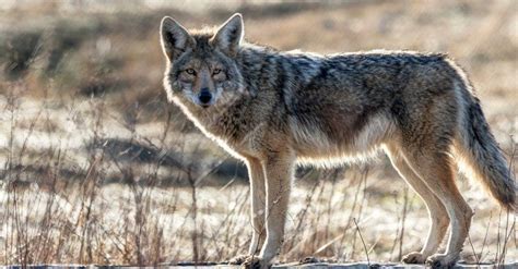 Pet Coyotes Do Not Try This Heres Why A Z Animals