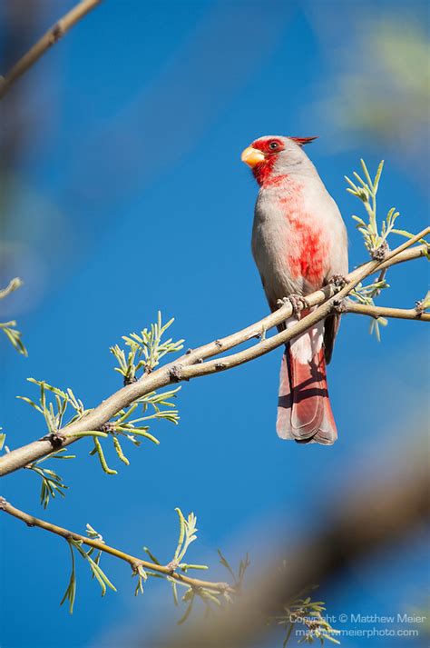 Desert Cardinal Bird Male 024259 Matthew Meier Photography