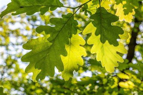 Helpful Tips For Tree Leaf Identification Plantsnap