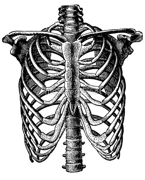 Drawing Ribcage Anatomy Rib Cage Skeleton Easy Drawings Bone Bones
