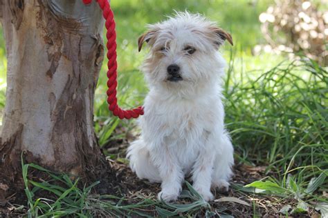 Joey Small Male Jack Russell Terrier X Maltese Mix Dog In Vic Petrescue