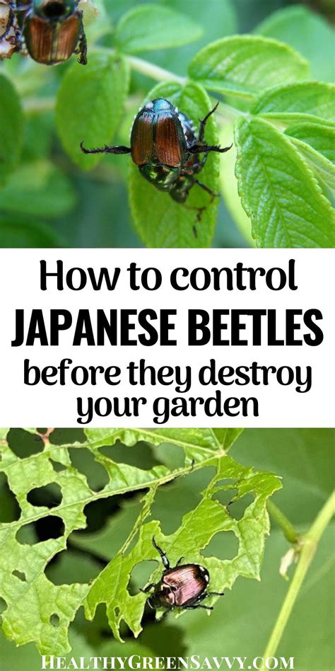 How To Get Rid Of Japanese Beetles Before They Destroy Your Garden In