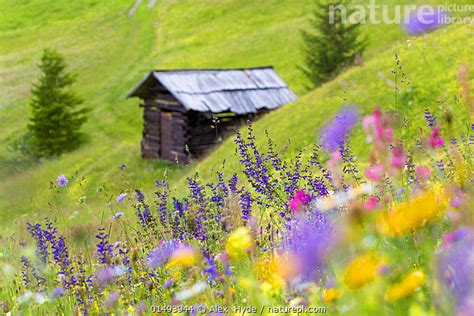 Nature Picture Library Wildflowers And Hut In Alpine Meadow