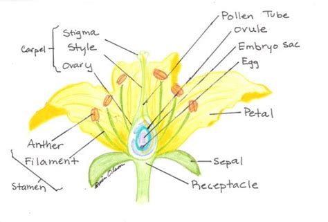 Bio 102 Exam 1 Flashcards By Proprofs