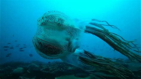 The Chirodectes Maculatus An Incredibly Rare Genus Of Box Jellyfish