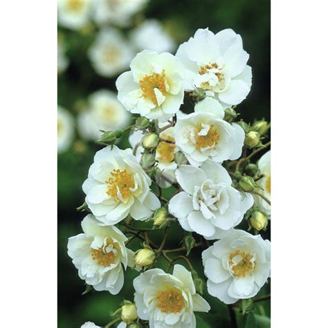 Rosa 'rambling rector' is a substantial, vigorous rambling rose, which will require a strong and sturdy, robust support to hold the weight of this rose plants produce strong, thick stems that feature large thorns, which aid the rose, helping 'rambling rector' to scramble and climb up and over trees. Rose 'Rambling Rector' is one of the most romantic roses ...