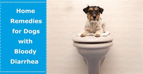 That said, it's best to bring any changes to your veterinarian's attention, so that a complete with so many possible causes of blood in feces, you'll need to examine and see whether your dog has diarrhea or if it's normal in consistency. Home Remedies for Dogs with Bloody Diarrhea - PetXU
