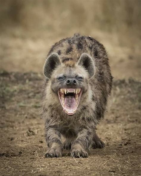 Pin By Phanis Demetriades On Animals Animals Hyena Cute Animals