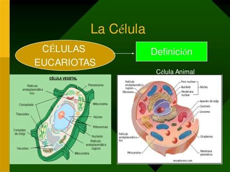 Celula Eucariota Animal Y Vegetal Y Sus Partes Compartir Celular