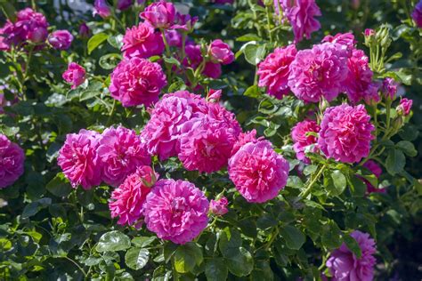 David Austin English Rose Englands Rose 175mm Pot Dawsons Garden World